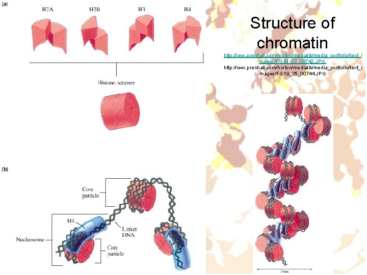 Structure of chromatin http: //cwx. prenhall. com/horton/medialib/media_portfolio/text_i mages/FG 19_23_00742. JPG, http: //cwx. prenhall. com/horton/medialib/media_portfolio/text_i