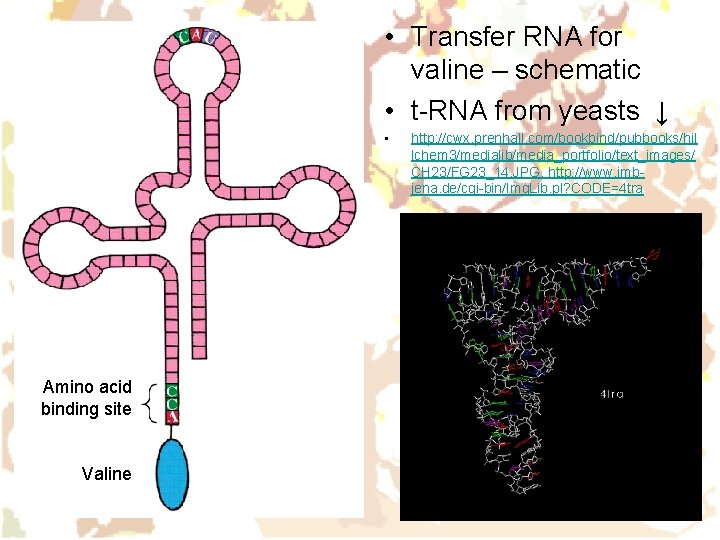 • Transfer RNA for valine – schematic • t-RNA from yeasts ↓ • • Transfer RNA for valine – schematic • t-RNA from yeasts ↓ •