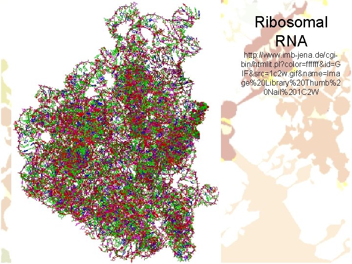Ribosomal RNA http: //www. imb-jena. de/cgibin/htmlit. pl? color=ffffff&id=G IF&src=1 c 2 w. gif&name=Ima ge%20