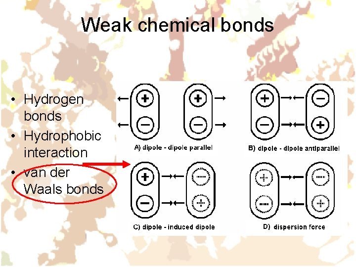 Weak chemical bonds • Hydrogen bonds • Hydrophobic interaction • van der Waals bonds Weak chemical bonds • Hydrogen bonds • Hydrophobic interaction • van der Waals bonds