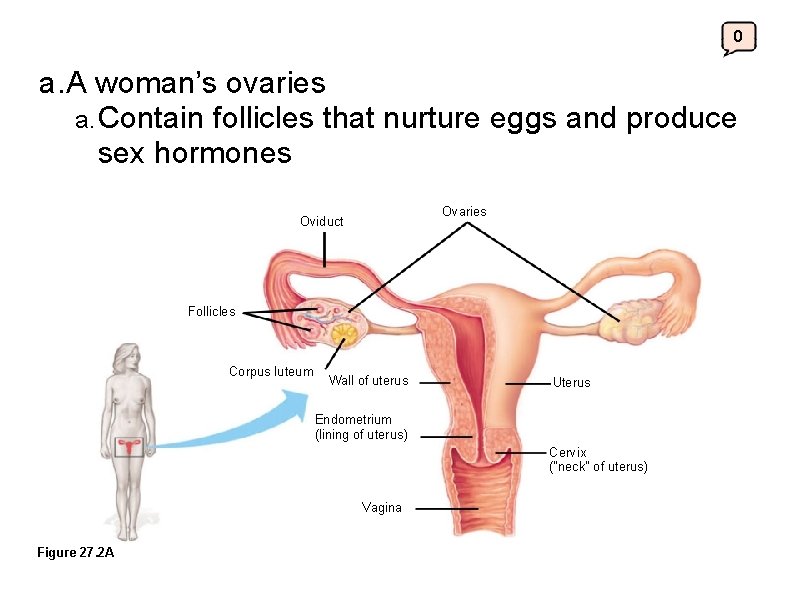 0 a. A woman’s ovaries a. Contain follicles that nurture eggs and produce sex