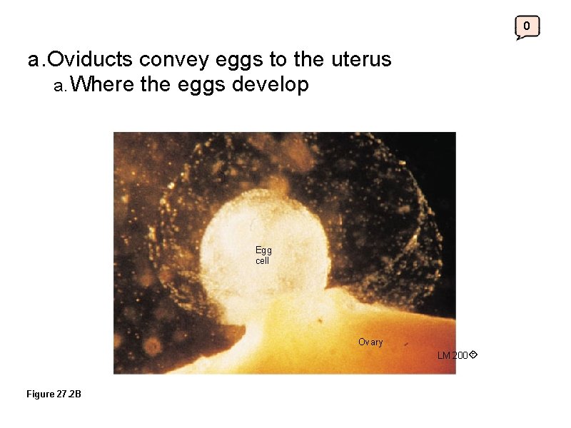 0 a. Oviducts convey eggs to the uterus a. Where the eggs develop Egg