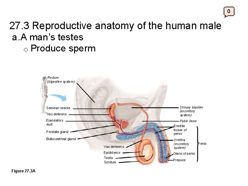 0 27. 3 Reproductive anatomy of the human male a. A man’s testes o