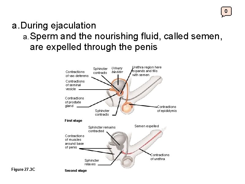 0 a. During ejaculation a. Sperm and the nourishing fluid, called semen, are expelled