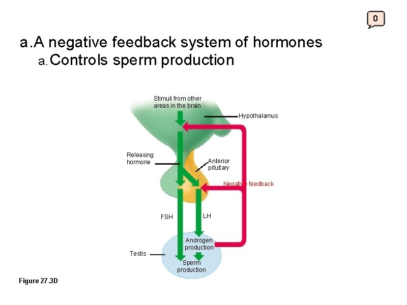 0 a. A negative feedback system of hormones a. Controls sperm production Stimuli from