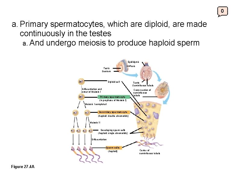 0 a. Primary spermatocytes, which are diploid, are made continuously in the testes a.