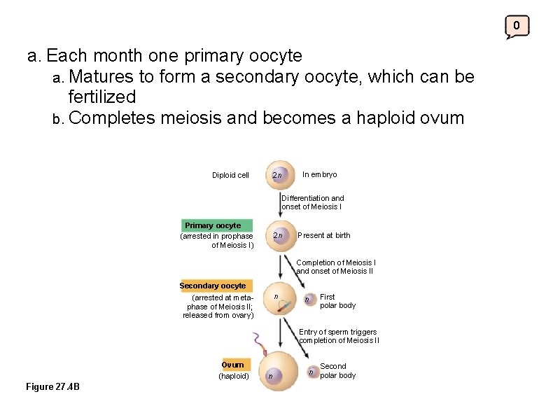 0 a. Each month one primary oocyte a. Matures to form a secondary oocyte,