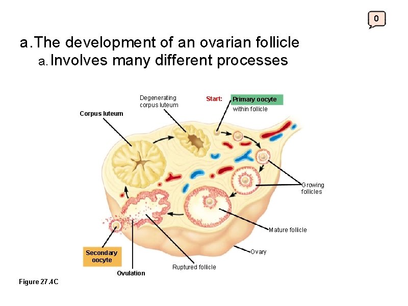 0 a. The development of an ovarian follicle a. Involves many different processes Degenerating