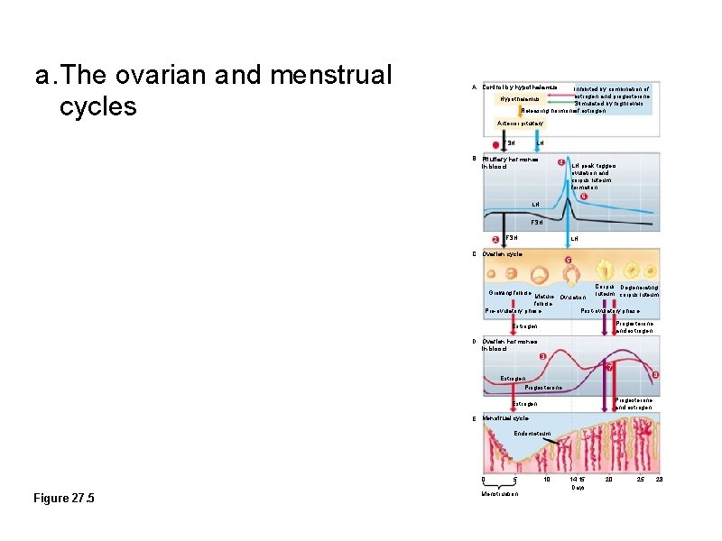a. The ovarian and menstrual cycles A Control by hypothalamus Inhibited by combination of