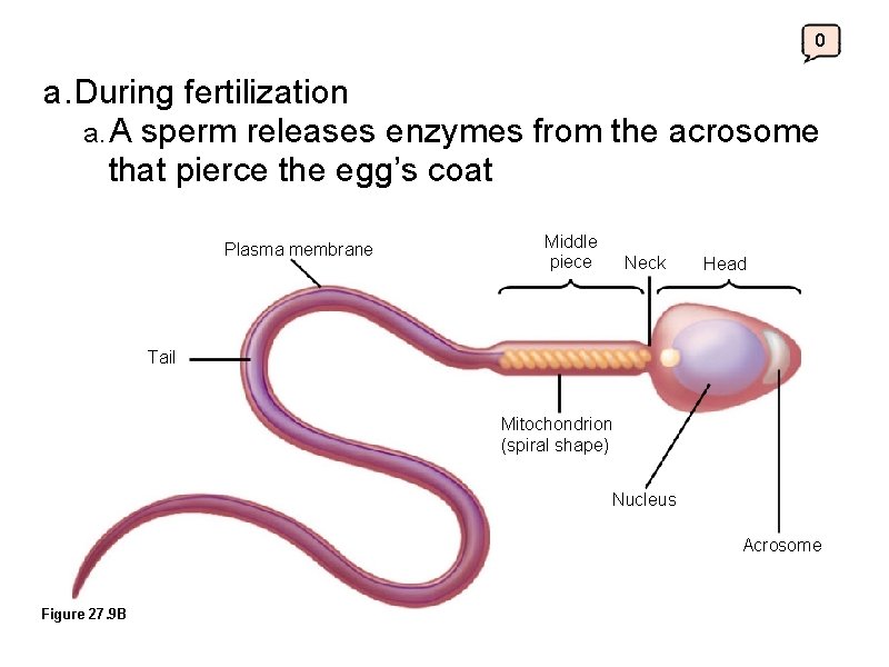 0 a. During fertilization a. A sperm releases enzymes from the acrosome that pierce