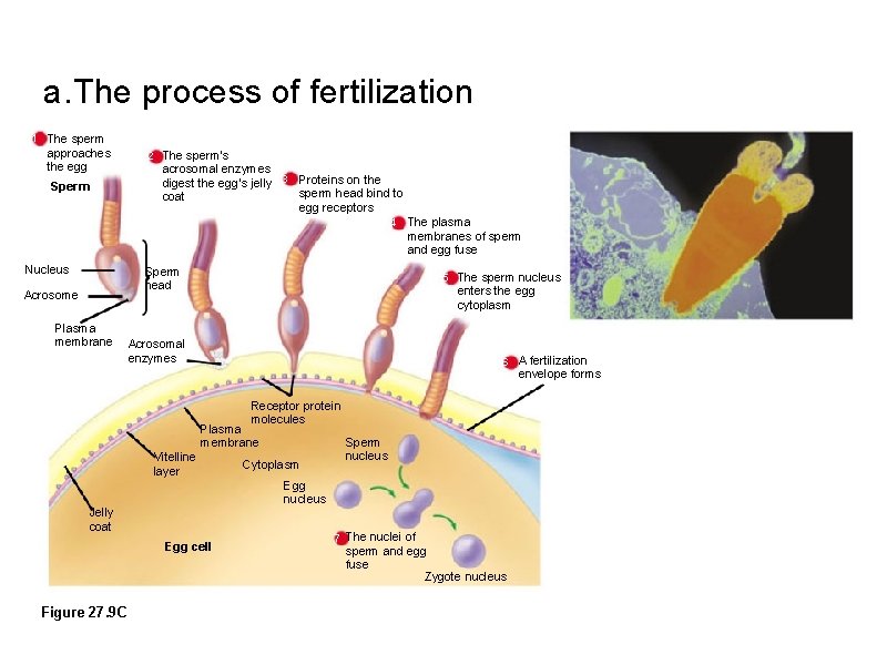 a. The process of fertilization 1 The sperm approaches the egg Sperm 2 The