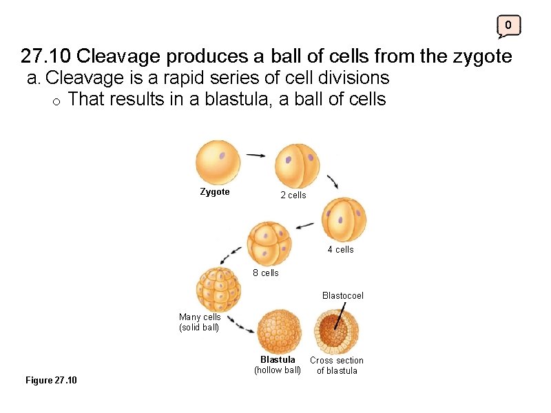 0 27. 10 Cleavage produces a ball of cells from the zygote a. Cleavage