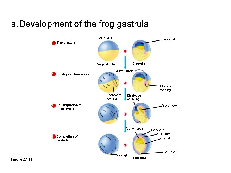 a. Development of the frog gastrula Animal pole 1 Blastocoel The blastula 1 Blastula