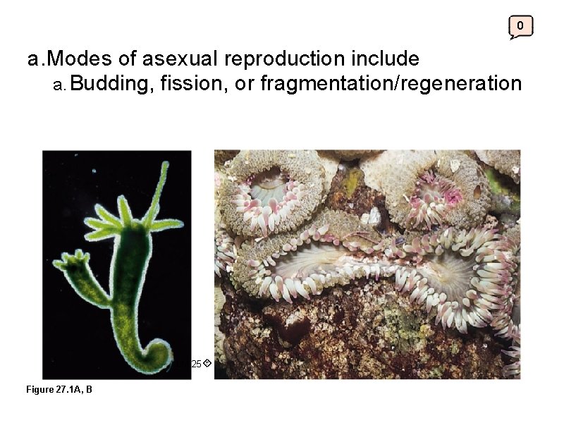 0 a. Modes of asexual reproduction include a. Budding, fission, or fragmentation/regeneration LM 25