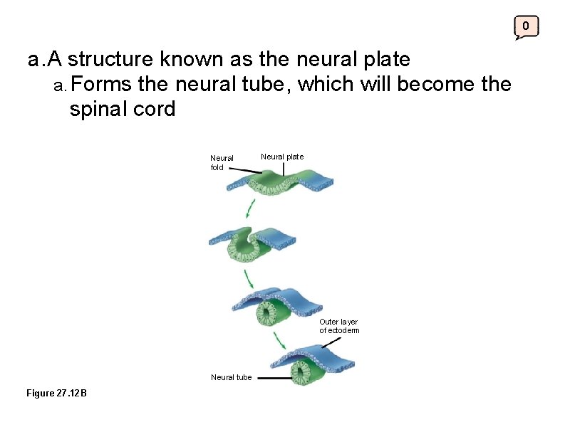 0 a. A structure known as the neural plate a. Forms the neural tube,