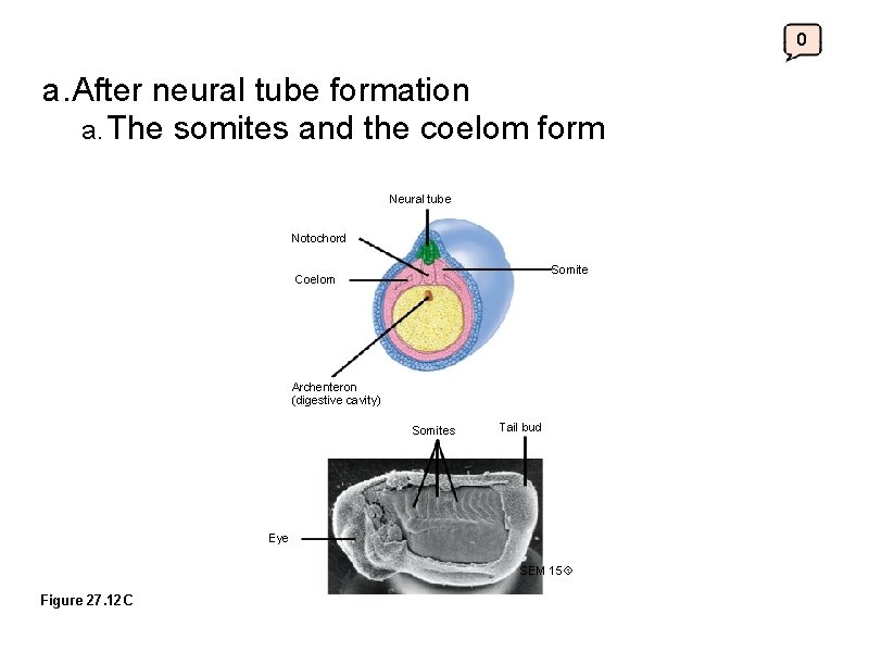 0 a. After neural tube formation a. The somites and the coelom form Neural