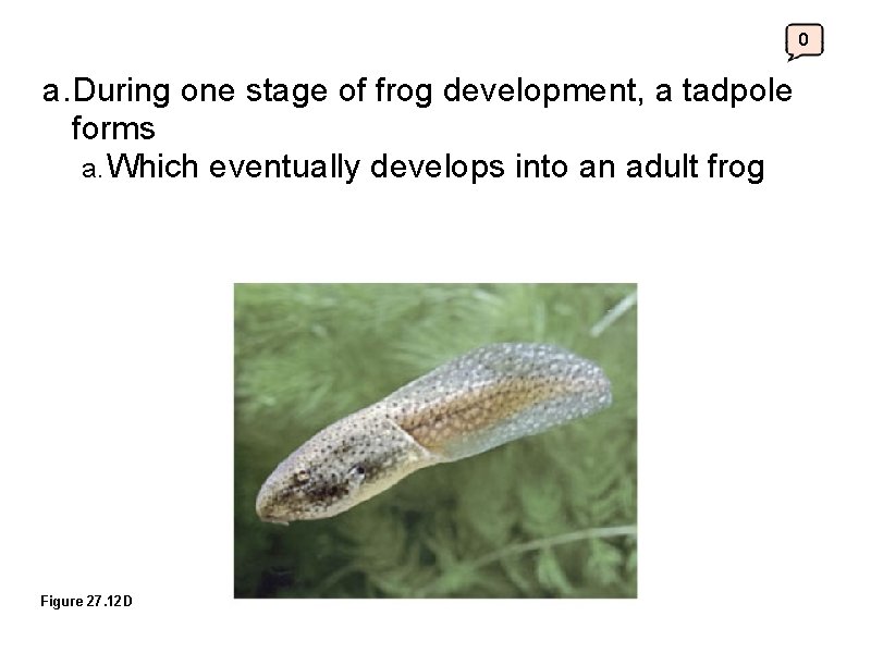 0 a. During one stage of frog development, a tadpole forms a. Which eventually