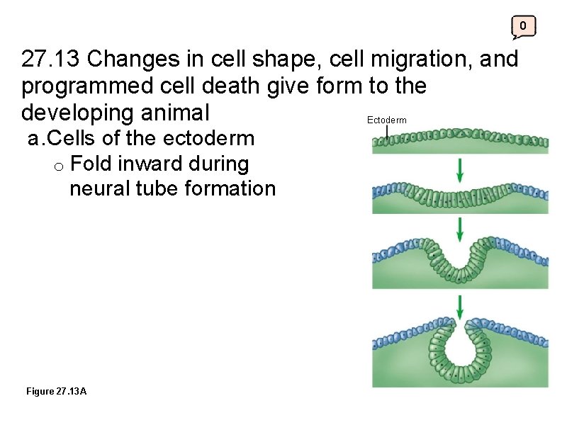 0 27. 13 Changes in cell shape, cell migration, and programmed cell death give