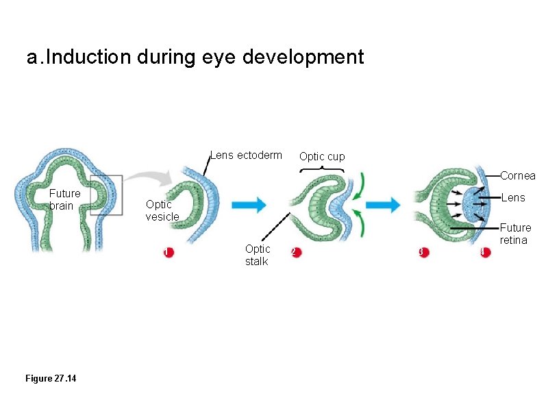 a. Induction during eye development Lens ectoderm Optic cup Cornea Future brain 1 Figure