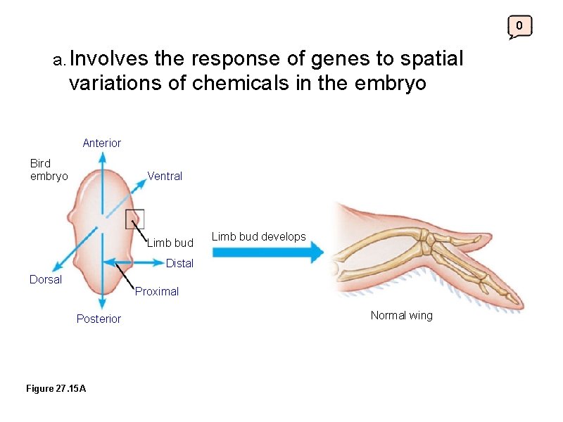 0 a. Involves the response of genes to spatial variations of chemicals in the