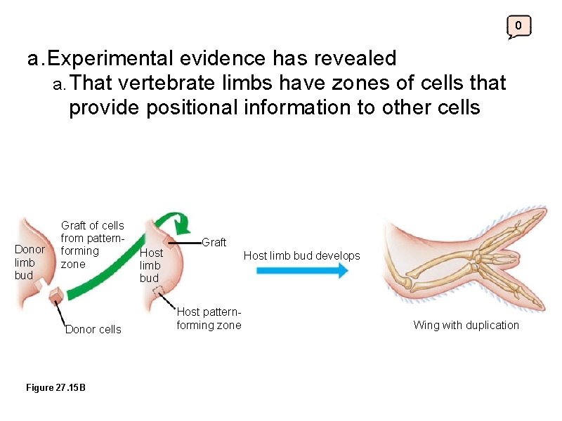 0 a. Experimental evidence has revealed a. That vertebrate limbs have zones of cells