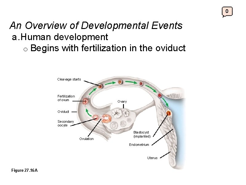0 An Overview of Developmental Events a. Human development o Begins with fertilization in