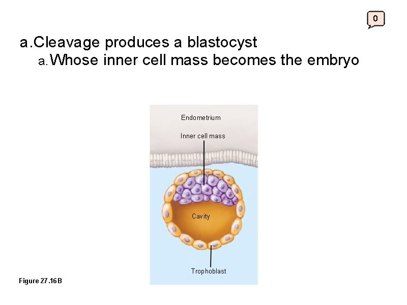 0 a. Cleavage produces a blastocyst a. Whose inner cell mass becomes the embryo