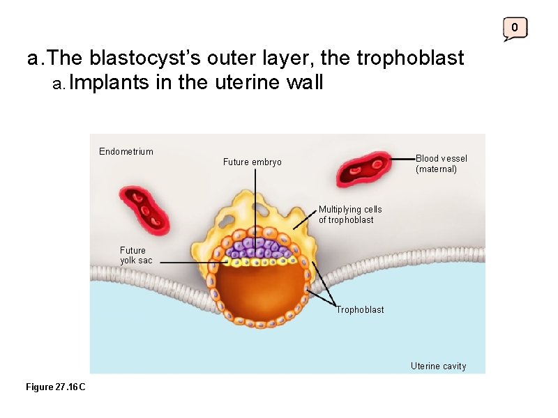 0 a. The blastocyst’s outer layer, the trophoblast a. Implants in the uterine wall