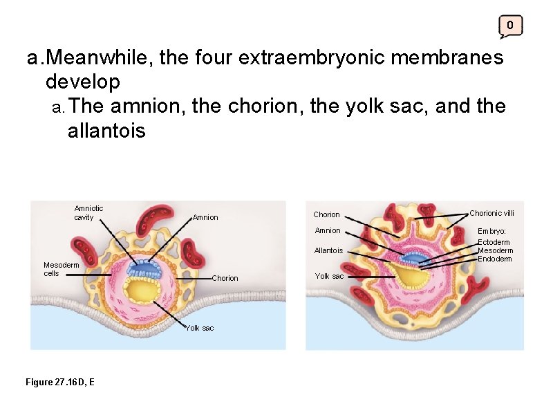 0 a. Meanwhile, the four extraembryonic membranes develop a. The amnion, the chorion, the