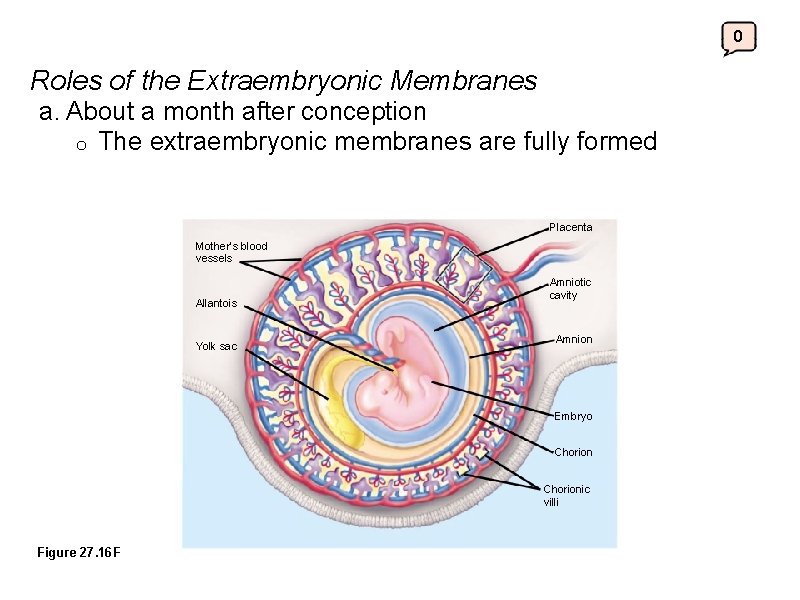 0 Roles of the Extraembryonic Membranes a. About a month after conception o The