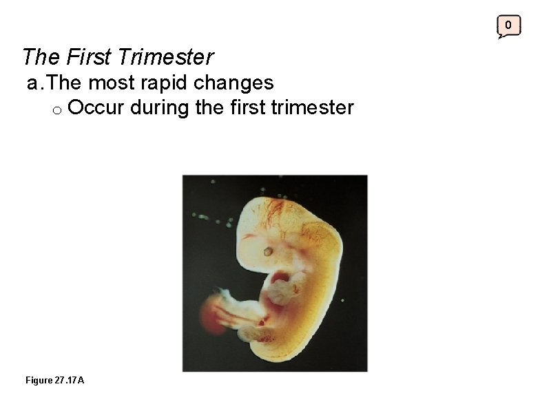 0 The First Trimester a. The most rapid changes o Occur Figure 27. 17