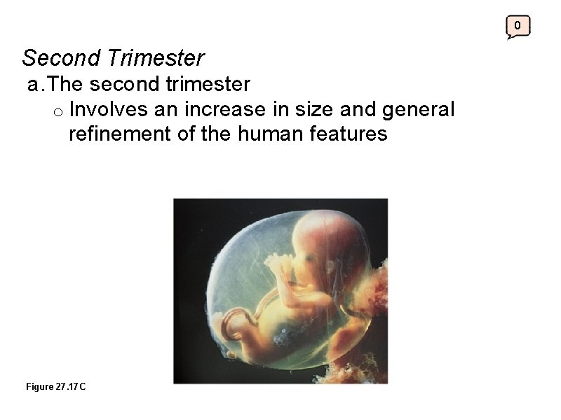 0 Second Trimester a. The second trimester o Involves an increase in size and