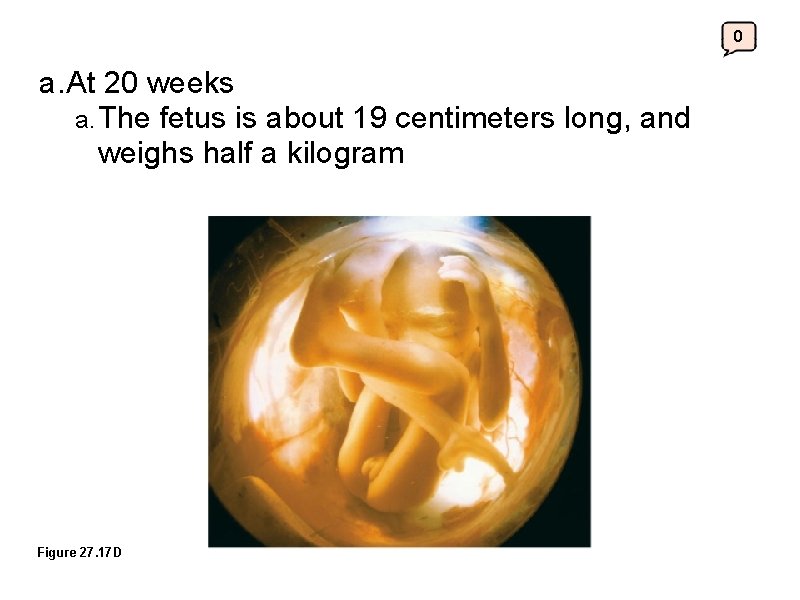 0 a. At 20 weeks a. The fetus is about 19 centimeters long, and