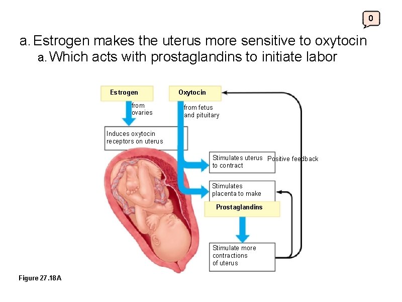 0 a. Estrogen makes the uterus more sensitive to oxytocin a. Which acts with