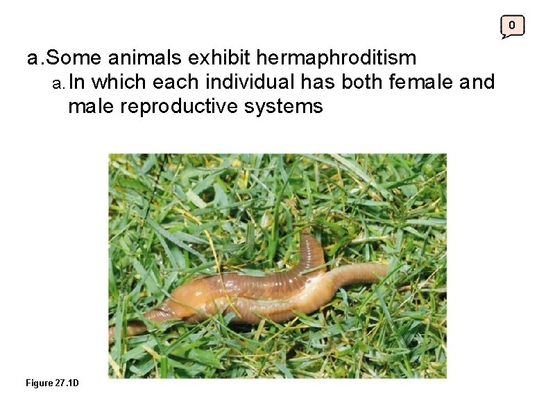 0 a. Some animals exhibit hermaphroditism a. In which each individual has both female