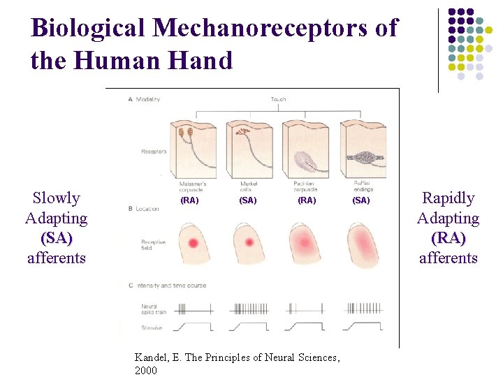 Biological Mechanoreceptors of the Human Hand Slowly Adapting (SA) afferents (RA) (SA) (RA) Kandel,