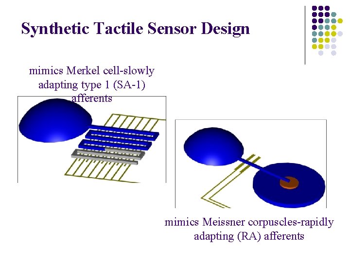 Synthetic Tactile Sensor Design mimics Merkel cell-slowly adapting type 1 (SA-1) afferents mimics Meissner