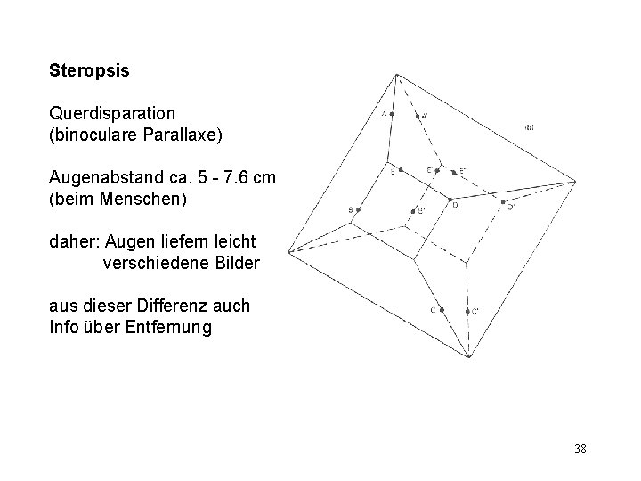 Steropsis Querdisparation (binoculare Parallaxe) Augenabstand ca. 5 - 7. 6 cm (beim Menschen) daher: