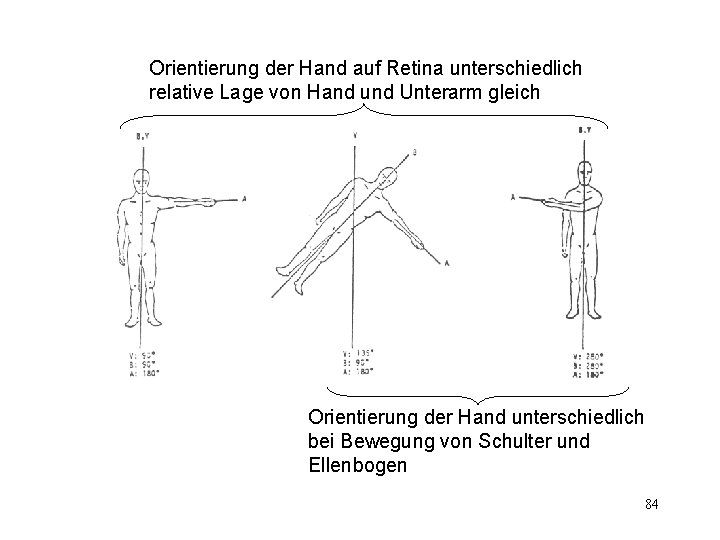 Orientierung der Hand auf Retina unterschiedlich relative Lage von Hand und Unterarm gleich Orientierung