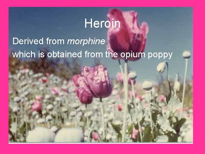 Heroin Derived from morphine which is obtained from the opium poppy 