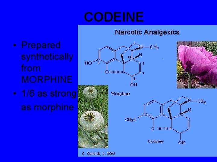 CODEINE • Prepared synthetically from MORPHINE • 1/6 as strong as morphine 