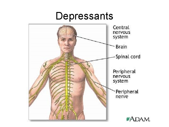 Depressants 