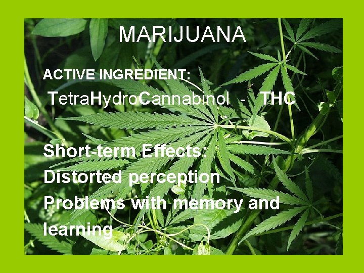 MARIJUANA ACTIVE INGREDIENT: Tetra. Hydro. Cannabinol - THC Short-term Effects: Distorted perception Problems with