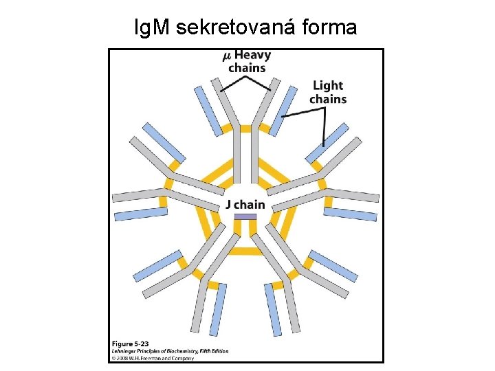 Ig. M sekretovaná forma 