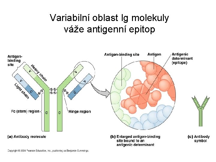 Variabilní oblast Ig molekuly váže antigenní epitop 