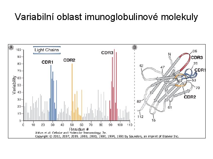 Variabilní oblast imunoglobulinové molekuly 