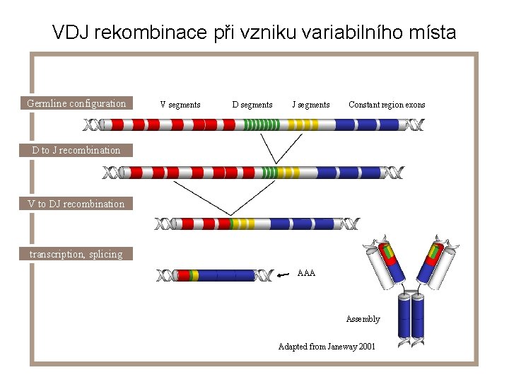 VDJ rekombinace při vzniku variabilního místa Germline configuration V segments D segments J segments