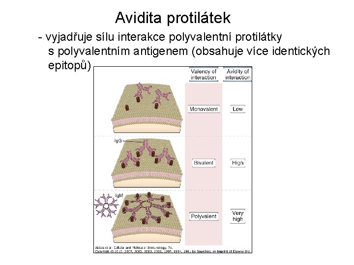 Avidita protilátek - vyjadřuje sílu interakce polyvalentní protilátky s polyvalentním antigenem (obsahuje více identických