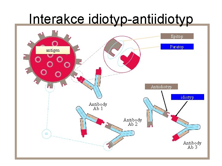 Interakce idiotyp-antiidiotyp Epitop Paratop antigen Antiidiotyp Antibody Ab 1 Antibody Ab 2 Antibody Ab