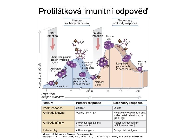 Protilátková imunitní odpověď 